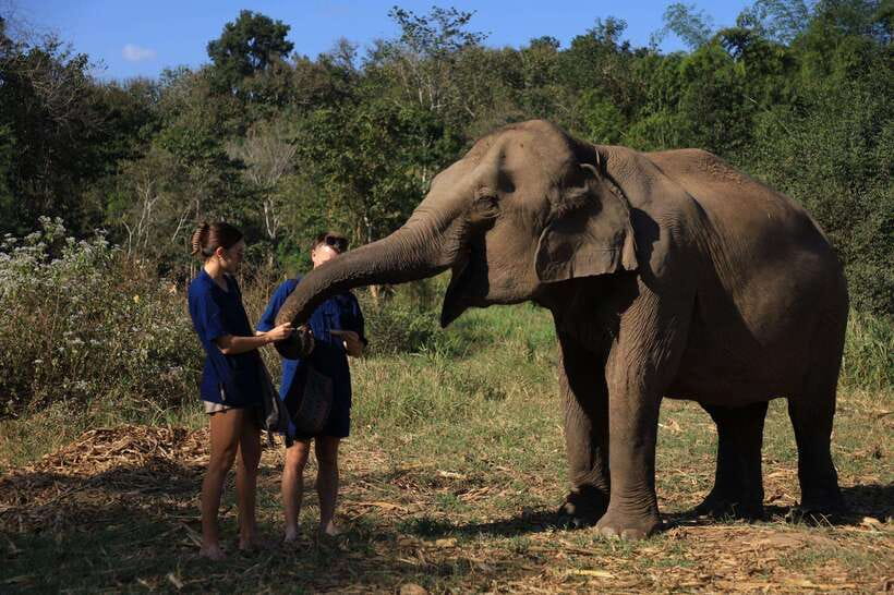 From Chiang Mai: Living Green Elephant Sanctuary Tour - Mo Hom clothing and elephant introductions that set expectations
