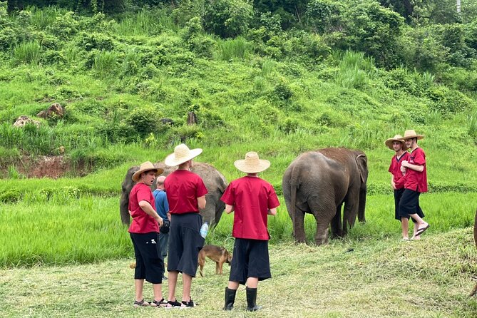 Full Day Experience at Ran-Tong Save & Rescue Elephant Centre - Meet the Elephants: Observation That Feels Like Learning Their Language