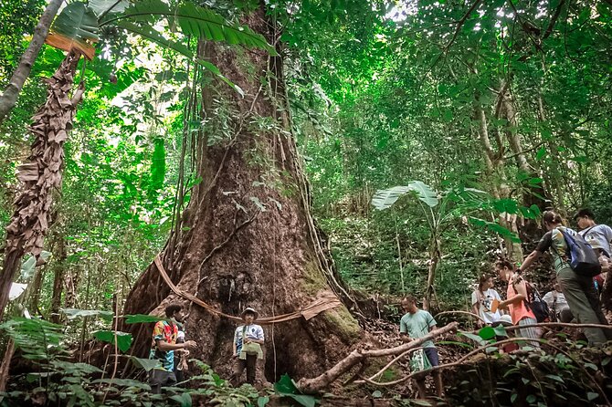 Full-Day Trekking and Sightseeing Tour in Mae Kampong - Pickup at 8:00 am and how the day flows without feeling rushed