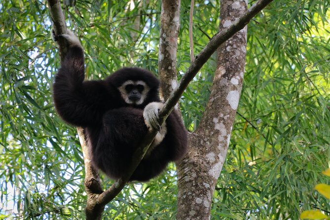 Full-Day Trekking and Sightseeing Tour in Mae Kampong - Gibbons in the forest: what rehabilitated viewing actually feels like
