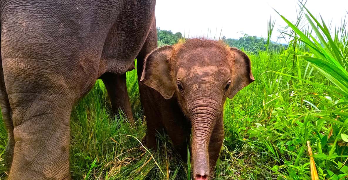 Full-day with CHIANGMAI ELEPHANT CARE and Sticky waterfall - Key Things I’d Mark on Your Mental Map