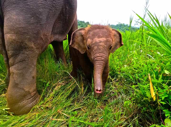 Full-day with CHIANGMAI ELEPHANT CARE and Sticky waterfall - Feeding, Touching, and Watching Behavior for Real Insights