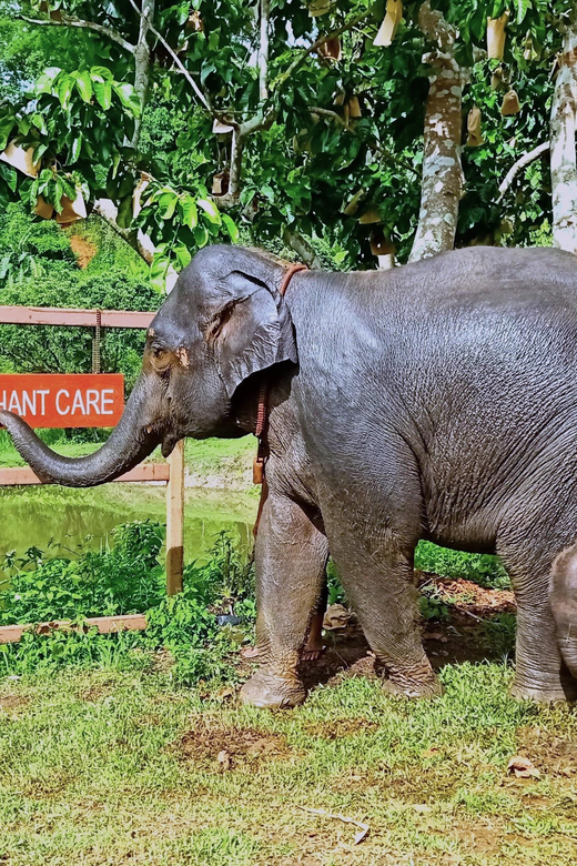 Full-day with CHIANGMAI ELEPHANT CARE and Sticky waterfall - Sticky Waterfall: Climbing a Limestone Surprise