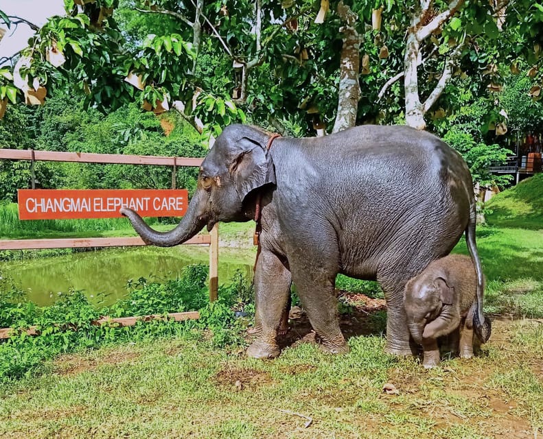 Full-day with CHIANGMAI ELEPHANT CARE and Sticky waterfall - Price and Value: What $62 Covers (and Why It Adds Up)