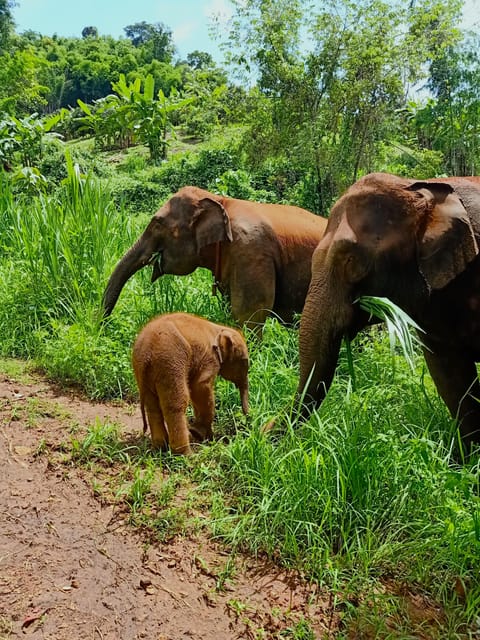 Full-day with CHIANGMAI ELEPHANT CARE and Sticky waterfall - Entering the Elephant Care Camp: Uniforms and the Briefing First