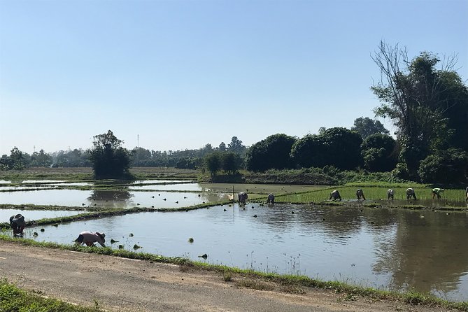 Half-day E-bike Countryside and rice paddies (flat land, GUIDED) - The countryside ride you actually came for: rice fields, villages, Ping River views