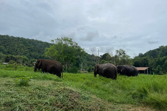 Half-Day Elephant Experience at Rantong - Feeding, walking, and letting elephants set the pace
