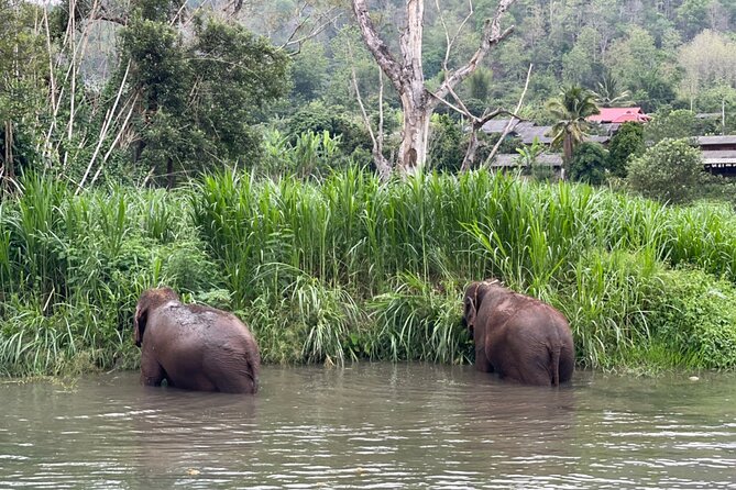Half-Day Elephant Experience at Rantong - Bath time: wet clothes, real water, and the best photo angles