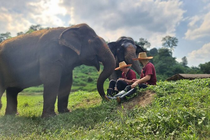 Half-Day Elephant Experience at Rantong - Price and value: what $58.70 buys you in real terms