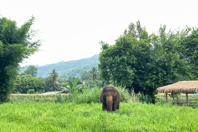 Half-Day Elephant Experience at Rantong - Ethical fit: what you should look for in an elephant day