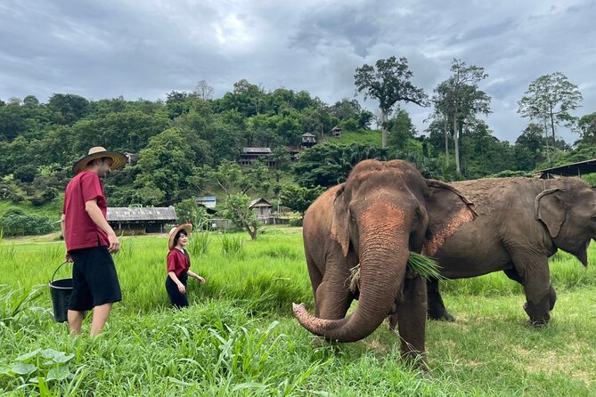 Half-Day Elephant Experience at Rantong - “Making vitamins” and the care routine you actually see