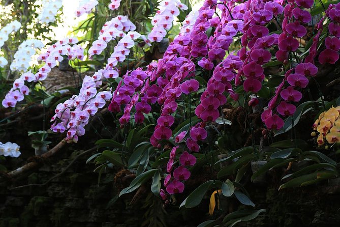 Half Day Phra That Doi Kham Temple and Royal Park Rajapruek (Private Tour) - How to get the most out of the hilltop hour