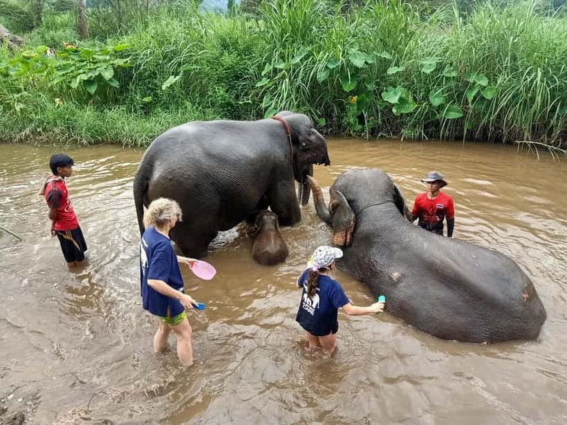 Half-day with CHIANGMAI ELEPHANT CARE program (12pm-6pm.) - How the 12pm to 6pm schedule actually works