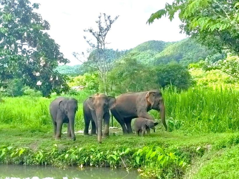 Half-day with CHIANGMAI ELEPHANT CARE program (12pm-6pm.) - Elephant interaction time: feeding, touching, walking, and learning