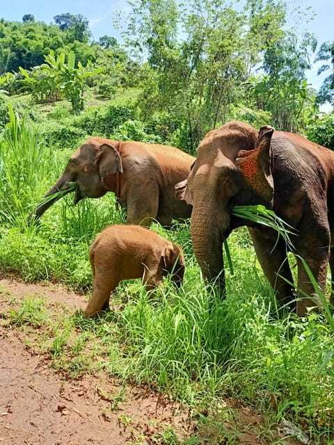 Half-day with CHIANGMAI ELEPHANT CARE program (12pm-6pm.) - The guides: Tong Cruise and Ford set the tone