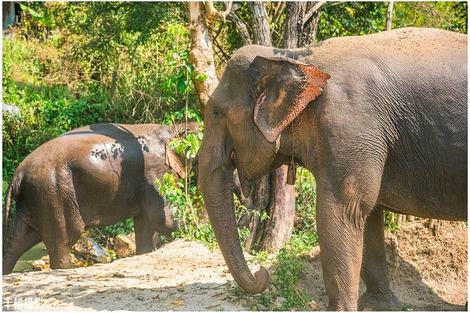 Inthanon Heaven Trail(Living Green Elephant Sanctuary) - The “elephants first, then altitude” plan