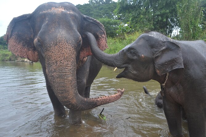 Inthanon Heaven Trail(Living Green Elephant Sanctuary) - Elephant time: what the interaction really feels like