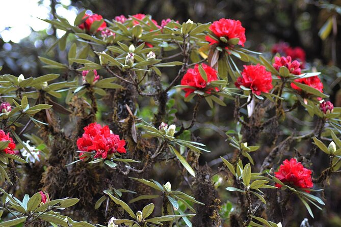 Mount Doi Inthanon National Park Sunrise and Hiking - Lunch and the local food payoff: what’s included and why it’s good value