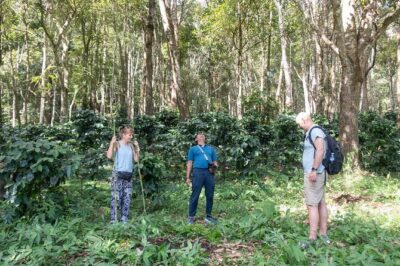 Off the Map Chiang Mai Jungle Coffee Trek Roast and Brew - Walking the forest where coffee actually grows