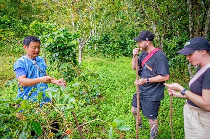 Off the Map Chiang Mai Jungle Coffee Trek Roast and Brew - Hands-on roasting masterclass: making your own batch