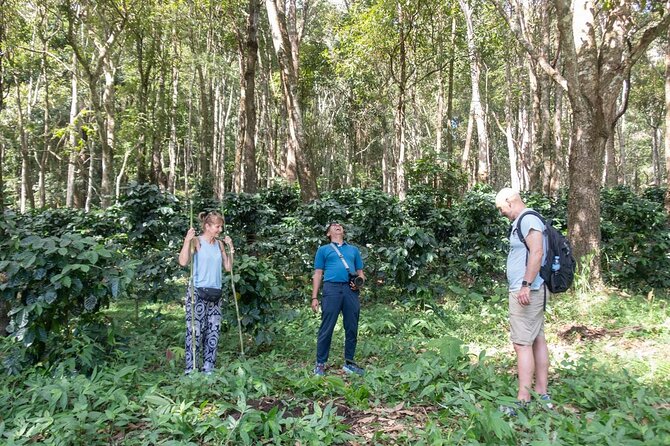 Off the Map Chiang Mai Jungle Coffee Trek Roast and Brew - Walking the forest where coffee actually grows