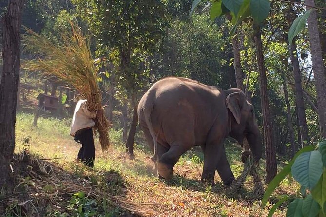 One day Elephants in Nature Experience & Grand Canyon Jumping - The Big Idea: Nature Elephants Plus a Canyon Break in Chiang Mai