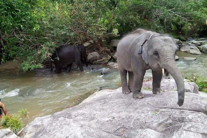 One day Elephants in Nature Experience & Grand Canyon Jumping - Price and Value: What $63.23 Buys You