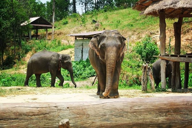 One day Elephants in Nature Experience & Grand Canyon Jumping - Who This Tour Fits Best (and Who Should Rethink It)