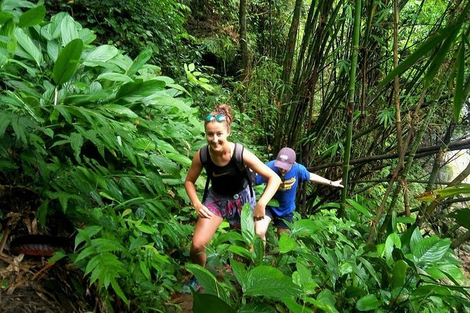 One Day Hiking and Elephant experience by Chiang Mai Elephant Home - Quick hits before you go