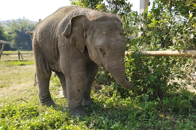 One Day Hiking and Elephant experience by Chiang Mai Elephant Home - City pickup and the 1.5-hour ride toward Chiang Mai’s countryside