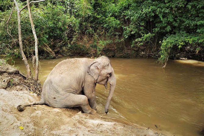 One Day Hiking and Elephant experience by Chiang Mai Elephant Home - Chiang Mai Elephant Home: changing into uniform and getting close the right way