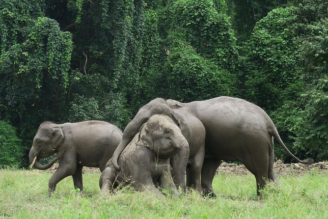 One Day Hiking and Elephant experience by Chiang Mai Elephant Home - Your guide makes the day: T.A.T licensed, plus real elephant know-how