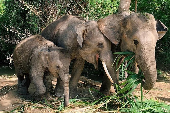 One Day Hiking and Elephant experience by Chiang Mai Elephant Home - Lunch, water, and a realistic 9-hour timeline
