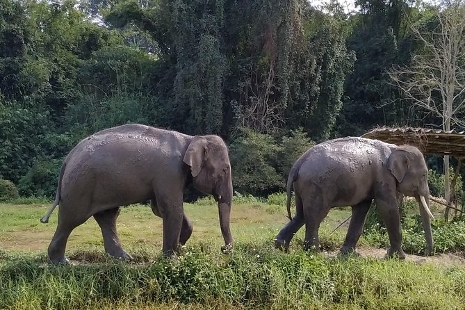 One Day Hiking and Elephant experience by Chiang Mai Elephant Home - Who this one-day elephant hike and rafting day fits best