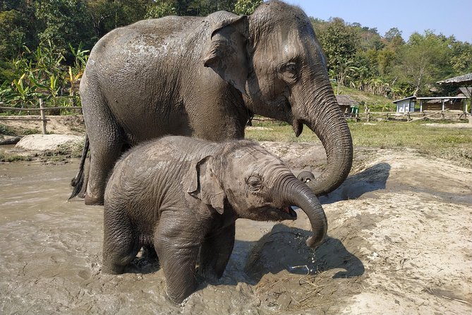 One Day Hiking and Elephant experience by Chiang Mai Elephant Home - Bamboo rafting for about an hour: fun, but pack smart