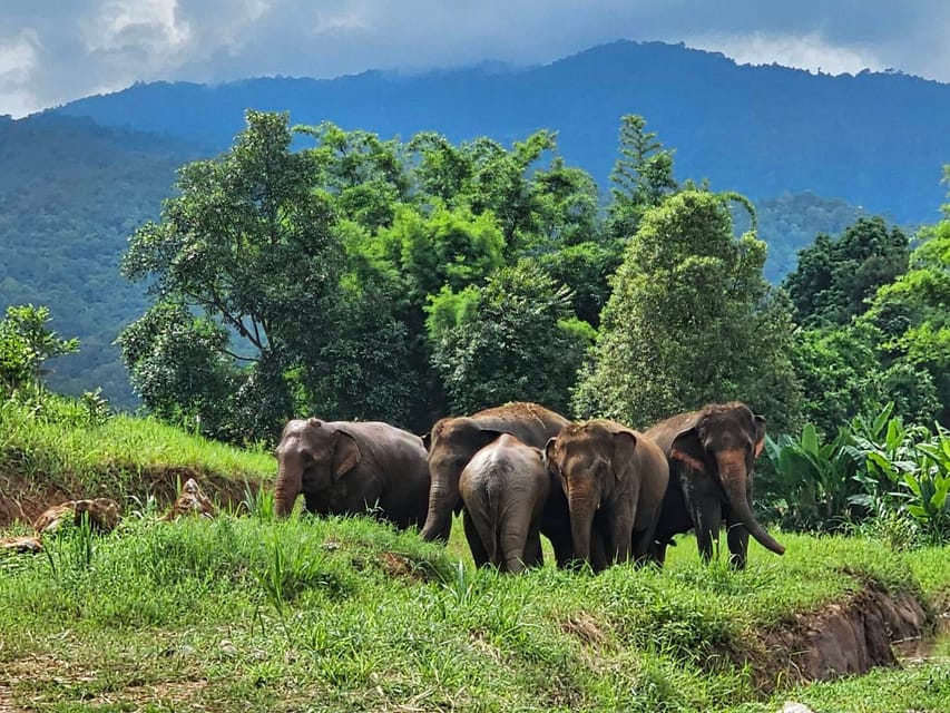 Rantong elephant sanctuary Chiangmai - Key things I’d circle in the fine print