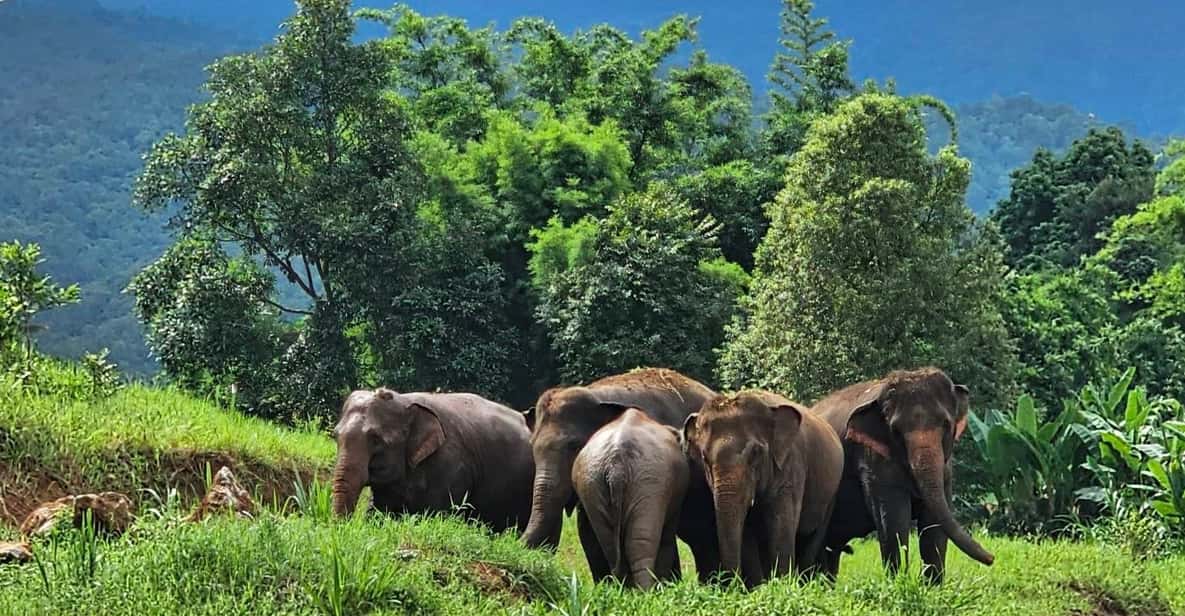 Rantong elephant sanctuary Chiangmai - Coffee, tea, Thai food, and the guided stroll before camp