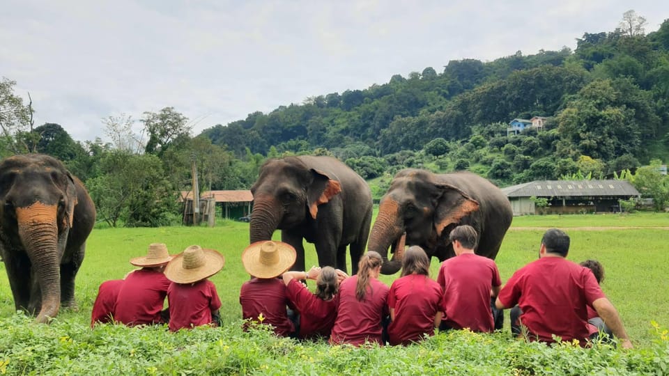 Rantong elephant sanctuary Chiangmai - Who this is perfect for, and who should think twice