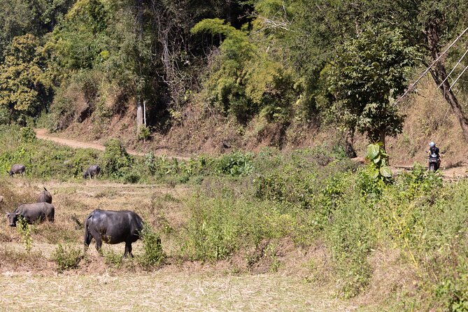 Scooter Adventure with elephants, views and FUN drive yourself - Safety and comfort: the part you should judge honestly