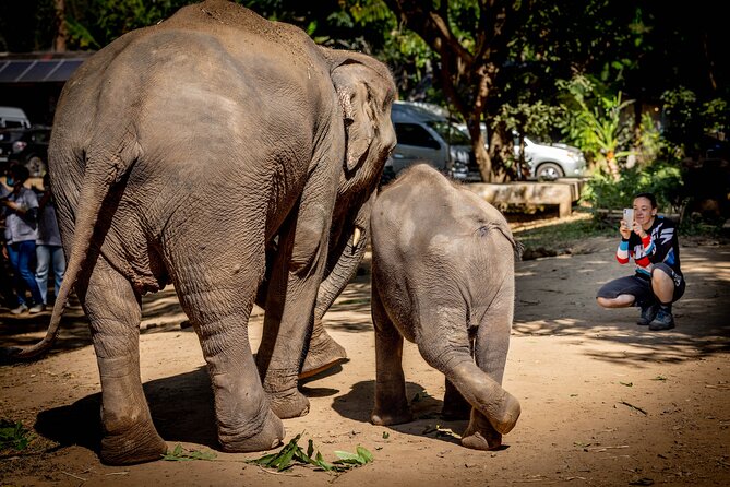 Scooter Adventure with elephants, views and FUN drive yourself - Lunch, bottled water, and what costs extra