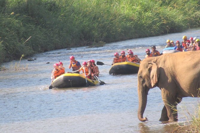 Top Pick - Full or Half Day @Elephant in Wild Sanctuary ChiangMai - Value for $42: What You’re Really Buying